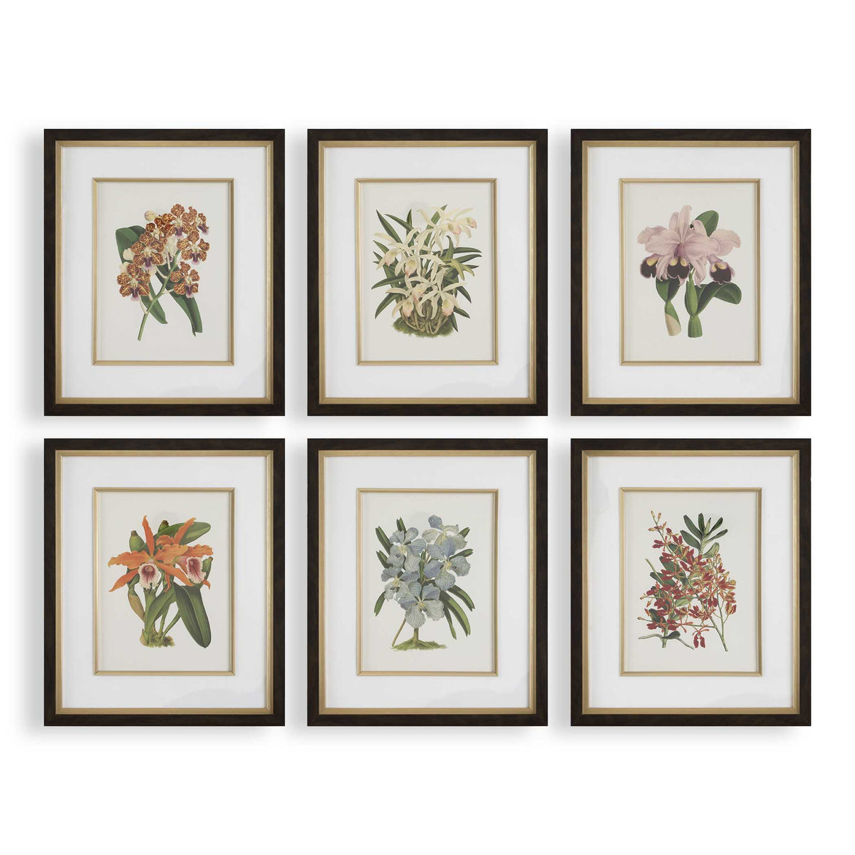 Orchid Botanical Framed Prints Set/6