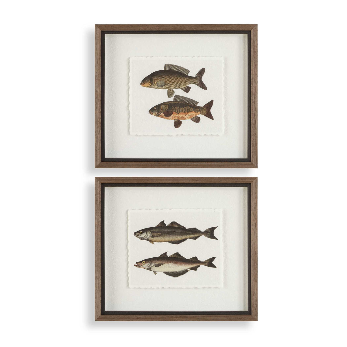 The Catch Framed Fish Prints Set/2