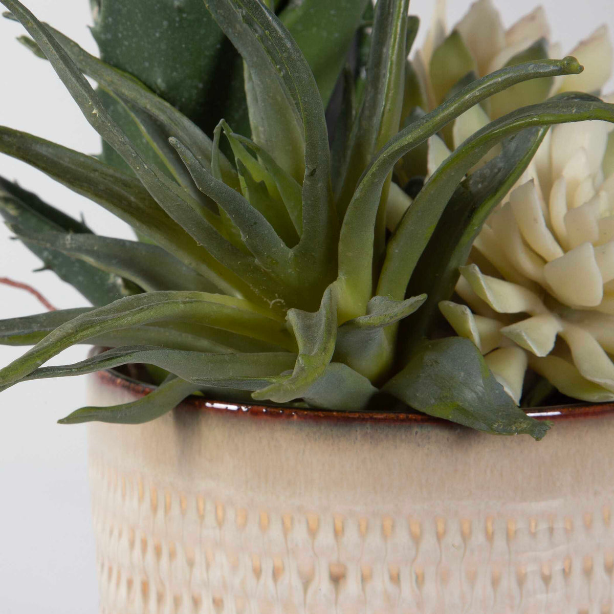 Seaside Succulents Set/2