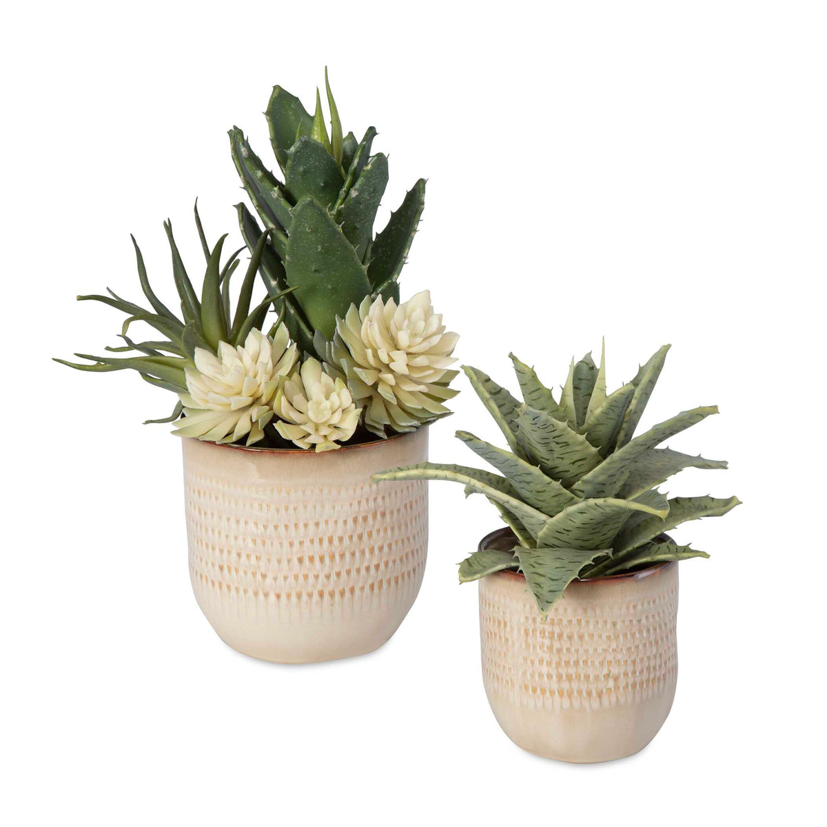 Seaside Succulents Set/2