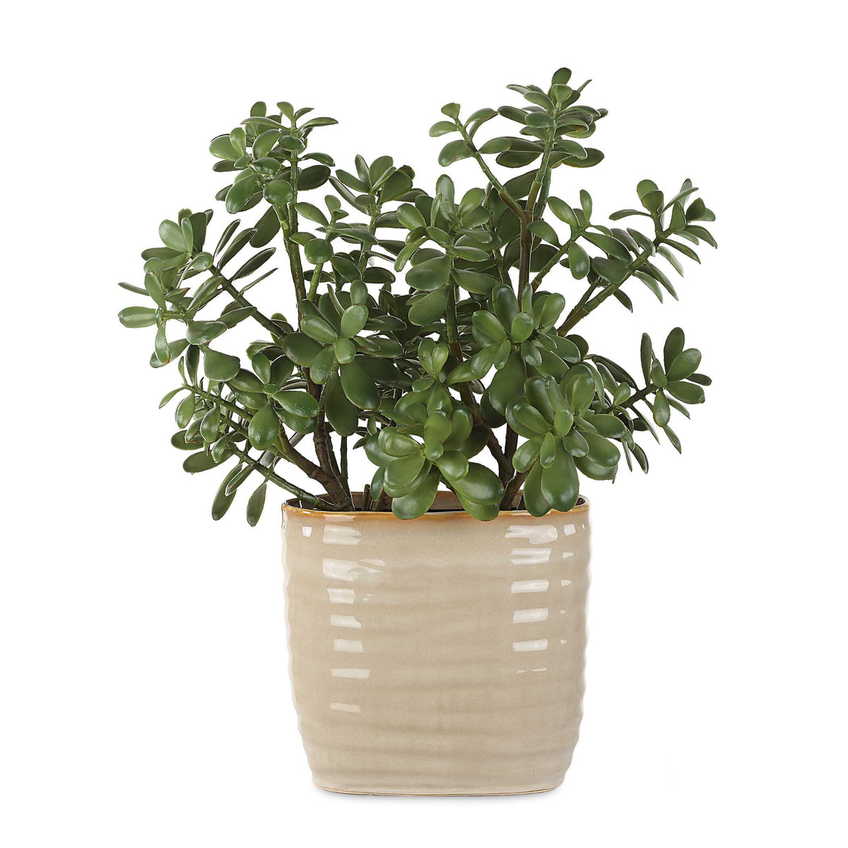 Crassula Jade Accent Plant