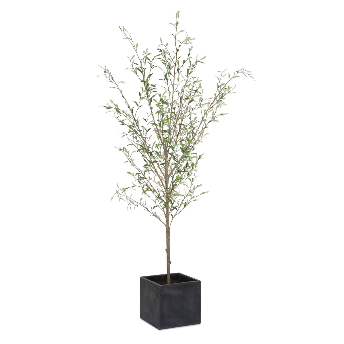Abundance Potted Olive Tree