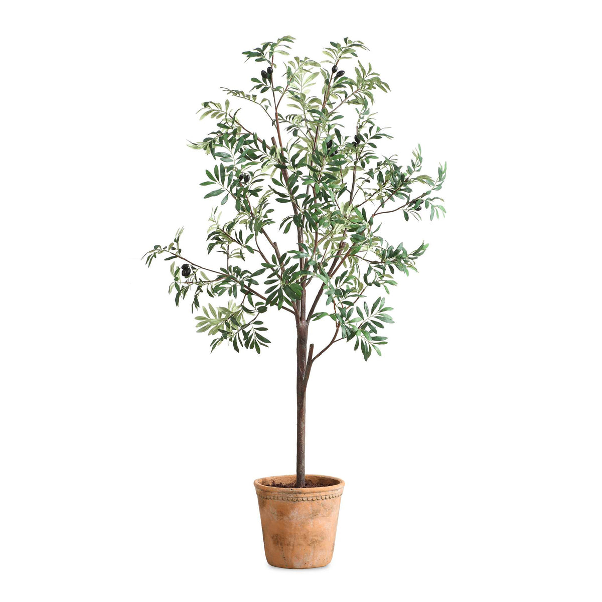 Olea Potted Olive Tree