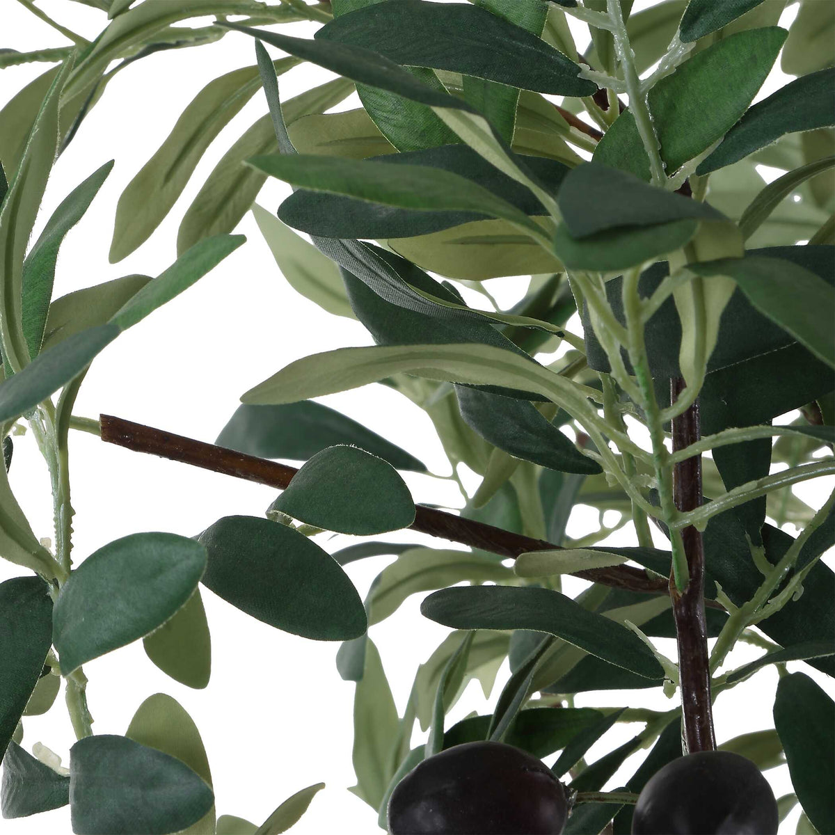Sonora Olive Tree In Planter