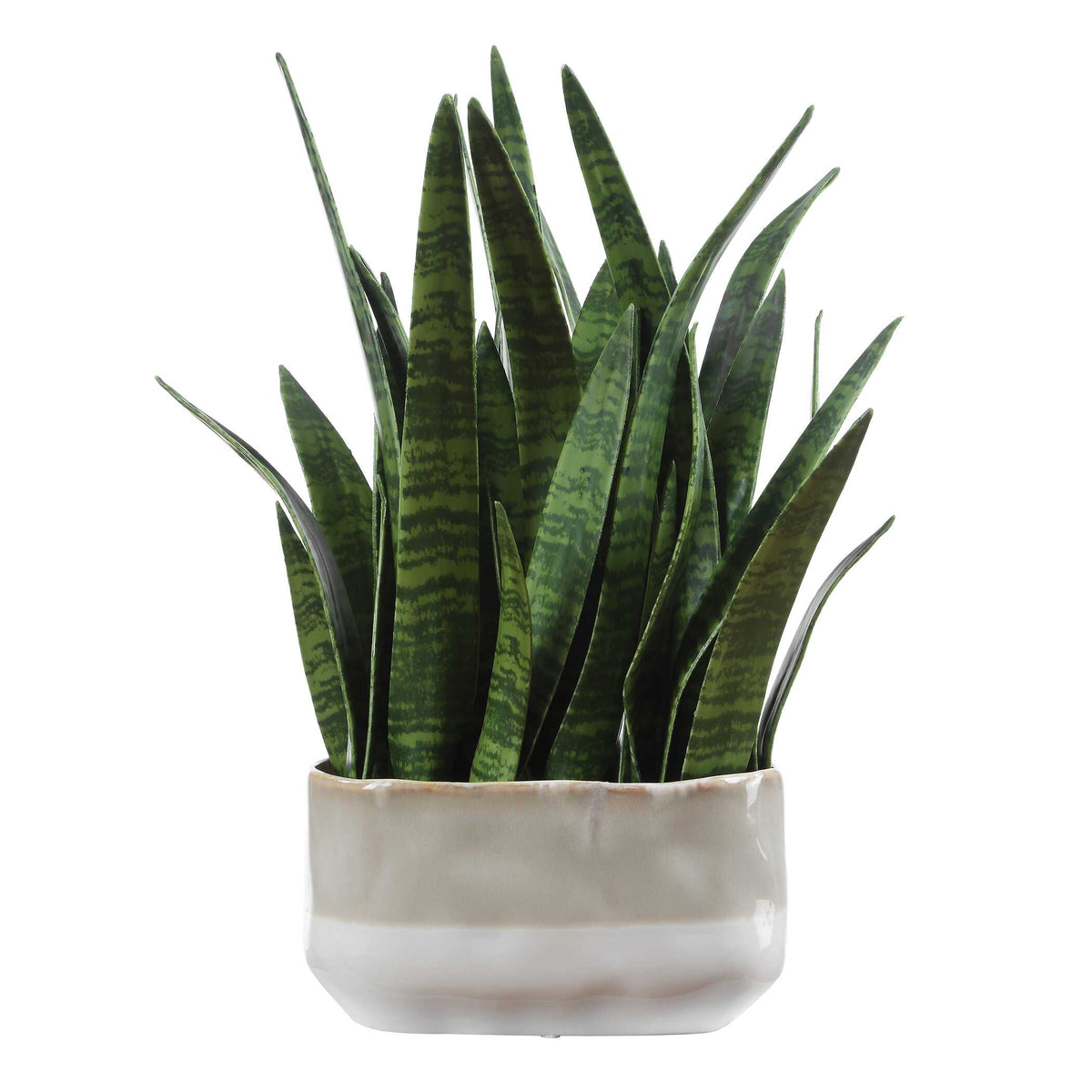 Sansera Snake Accent Plant