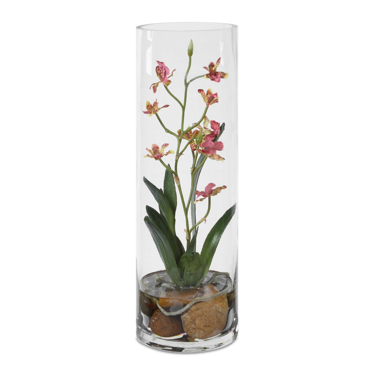 Mariposa Orchid