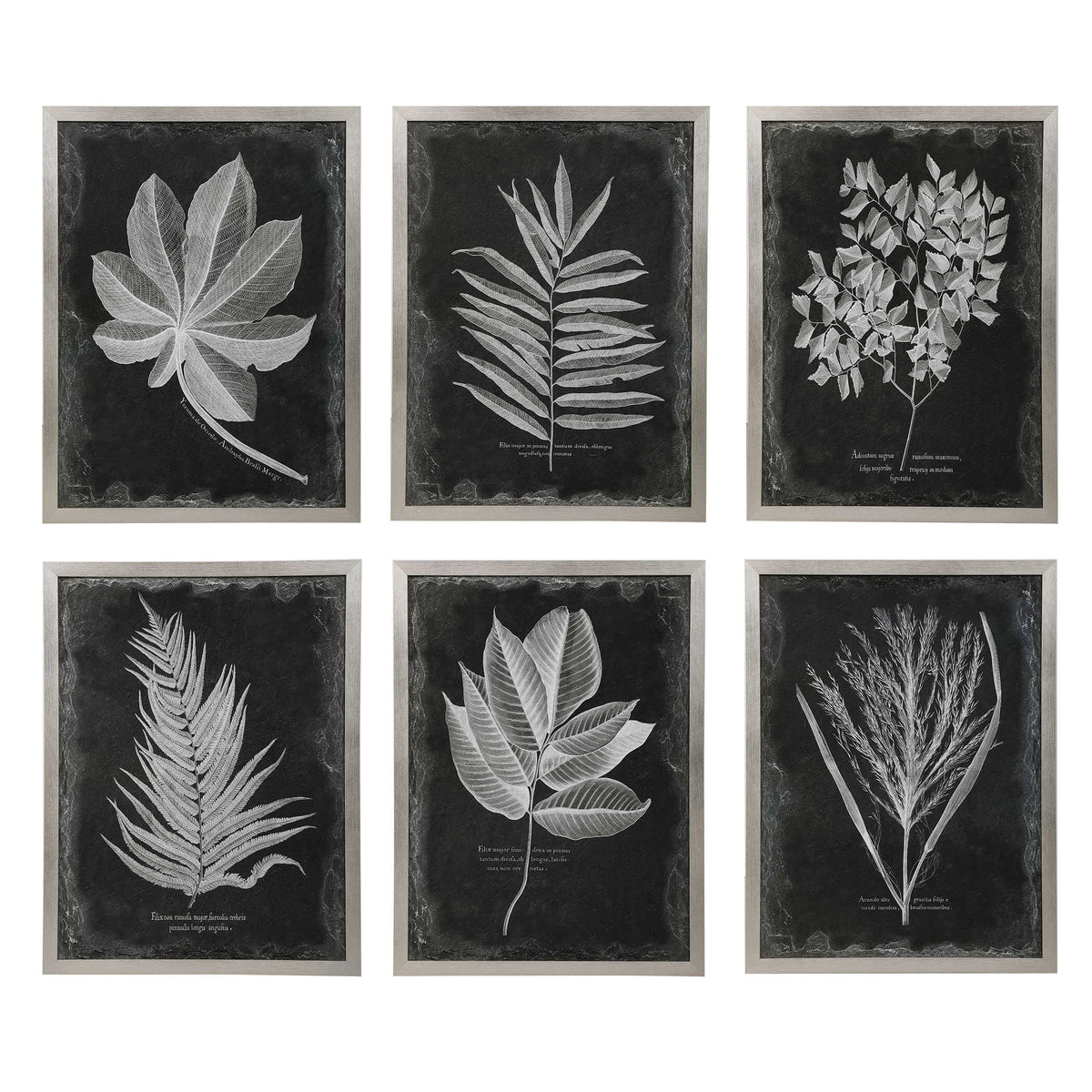 Foliage Framed Prints Set/6
