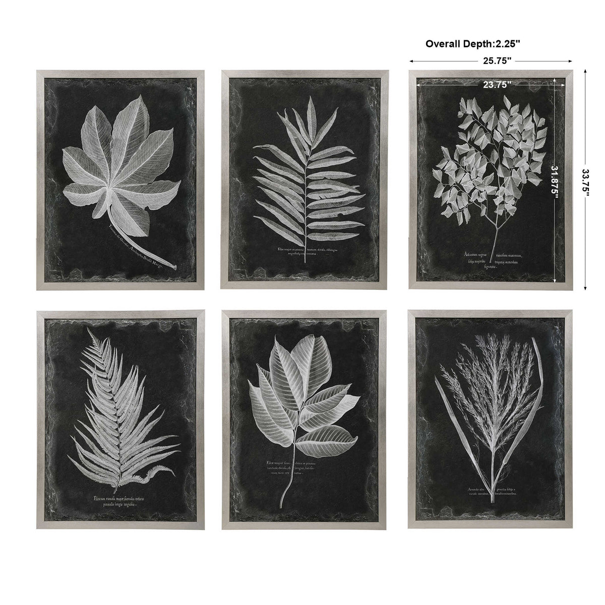 Foliage Framed Prints Set/6
