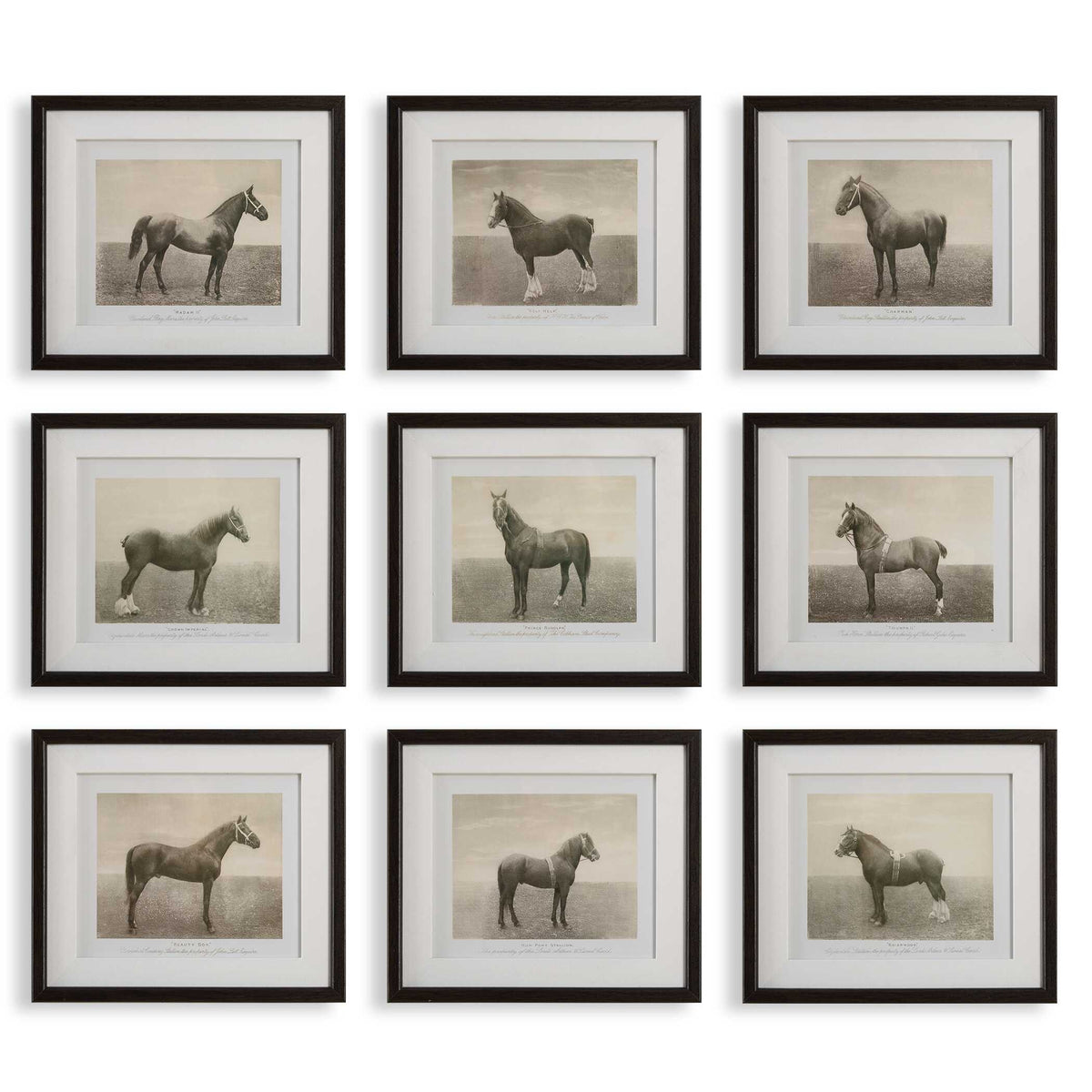 Equine Dynasty Framed Prints Set/9
