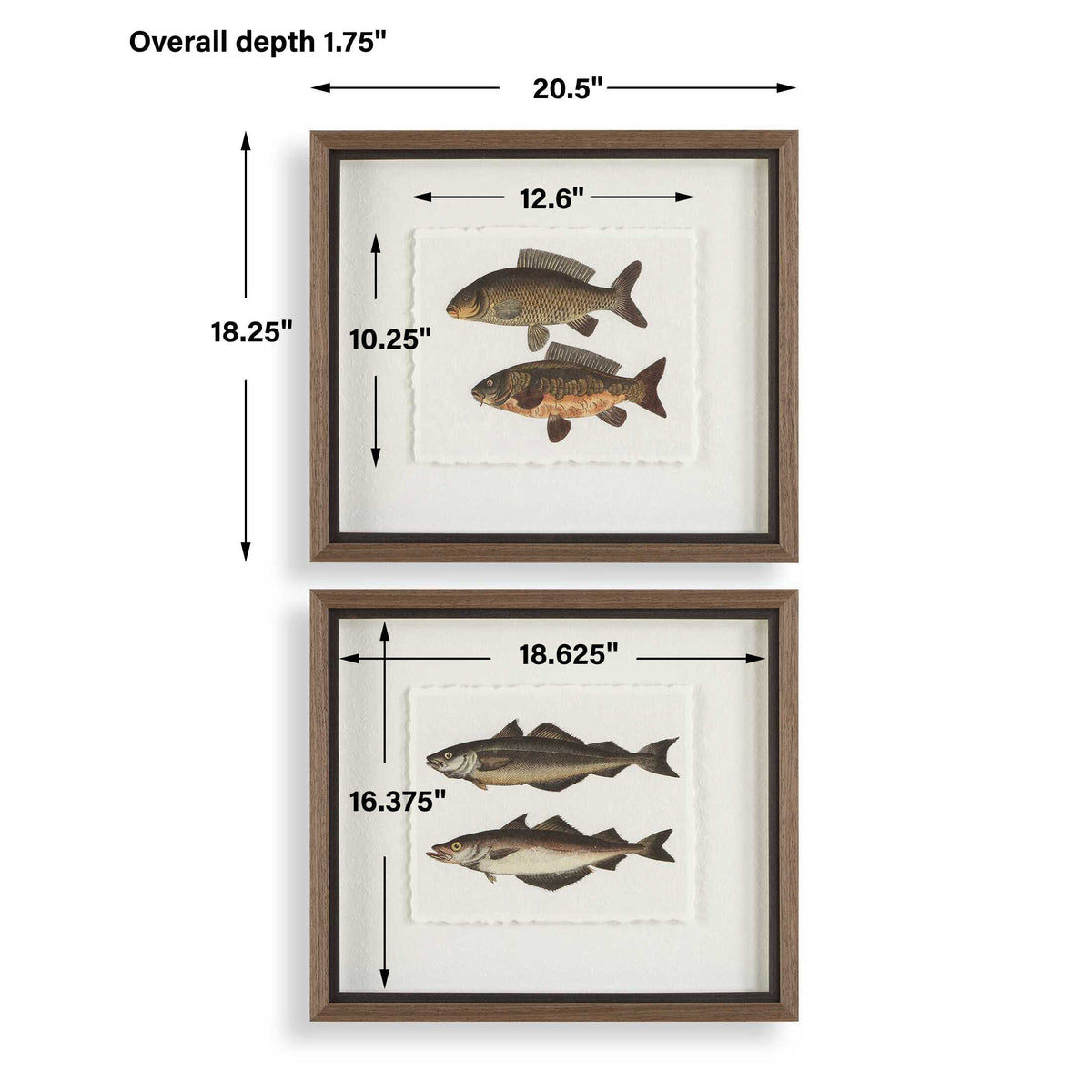 The Catch Framed Fish Prints Set/2