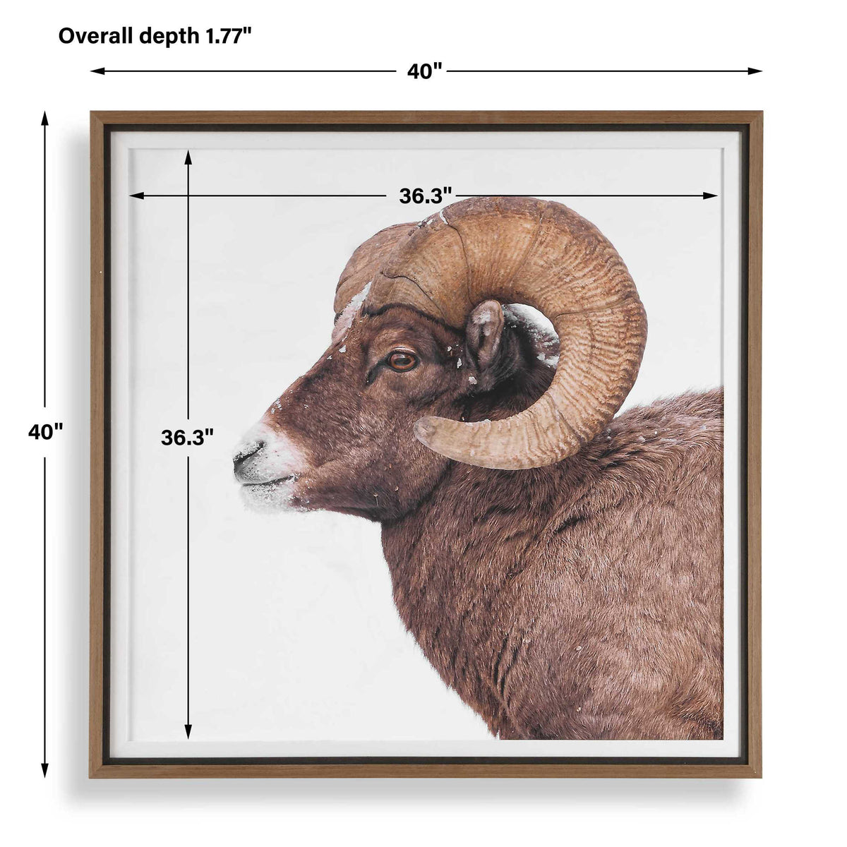 Big Horn Sheep Framed Print