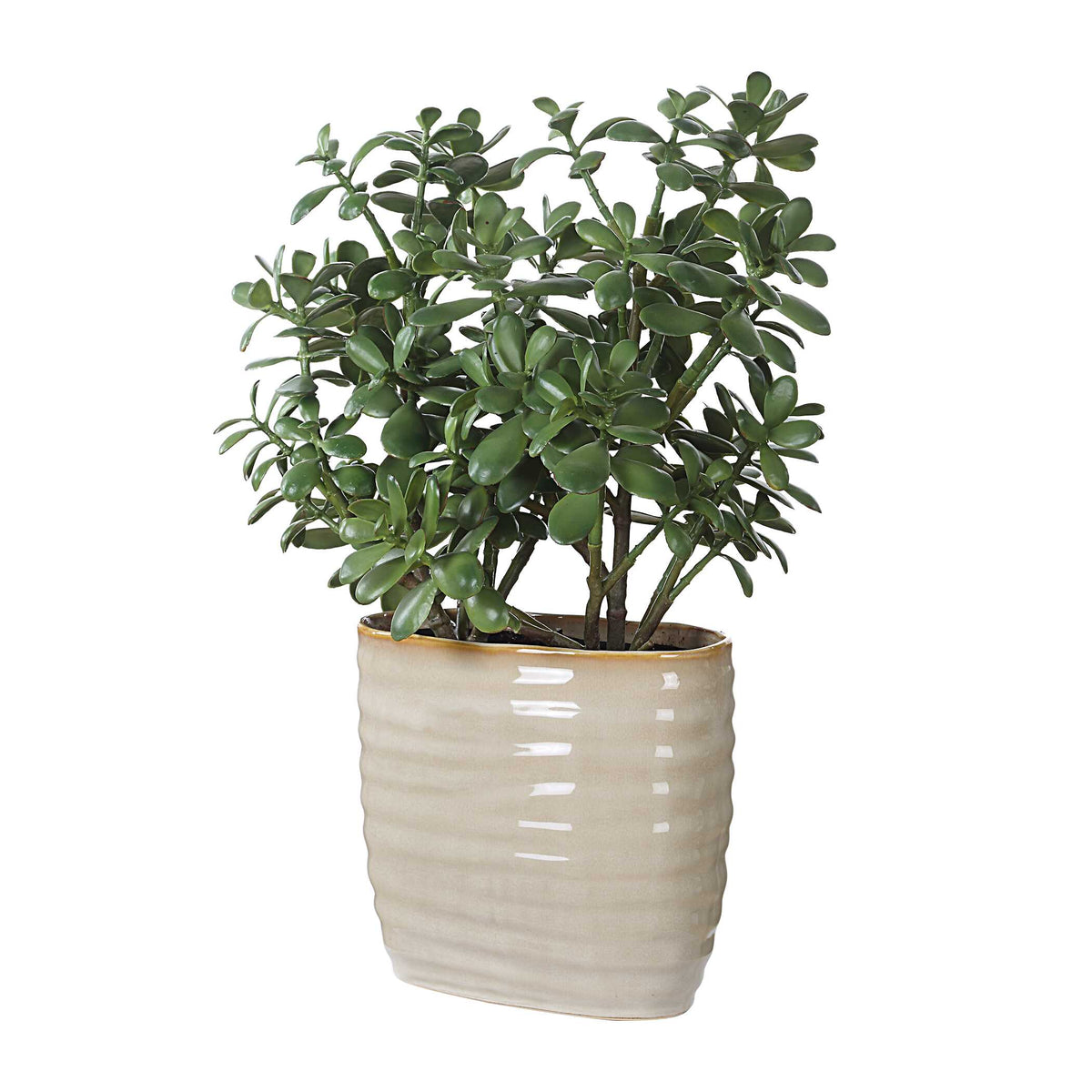 Crassula Jade Accent Plant
