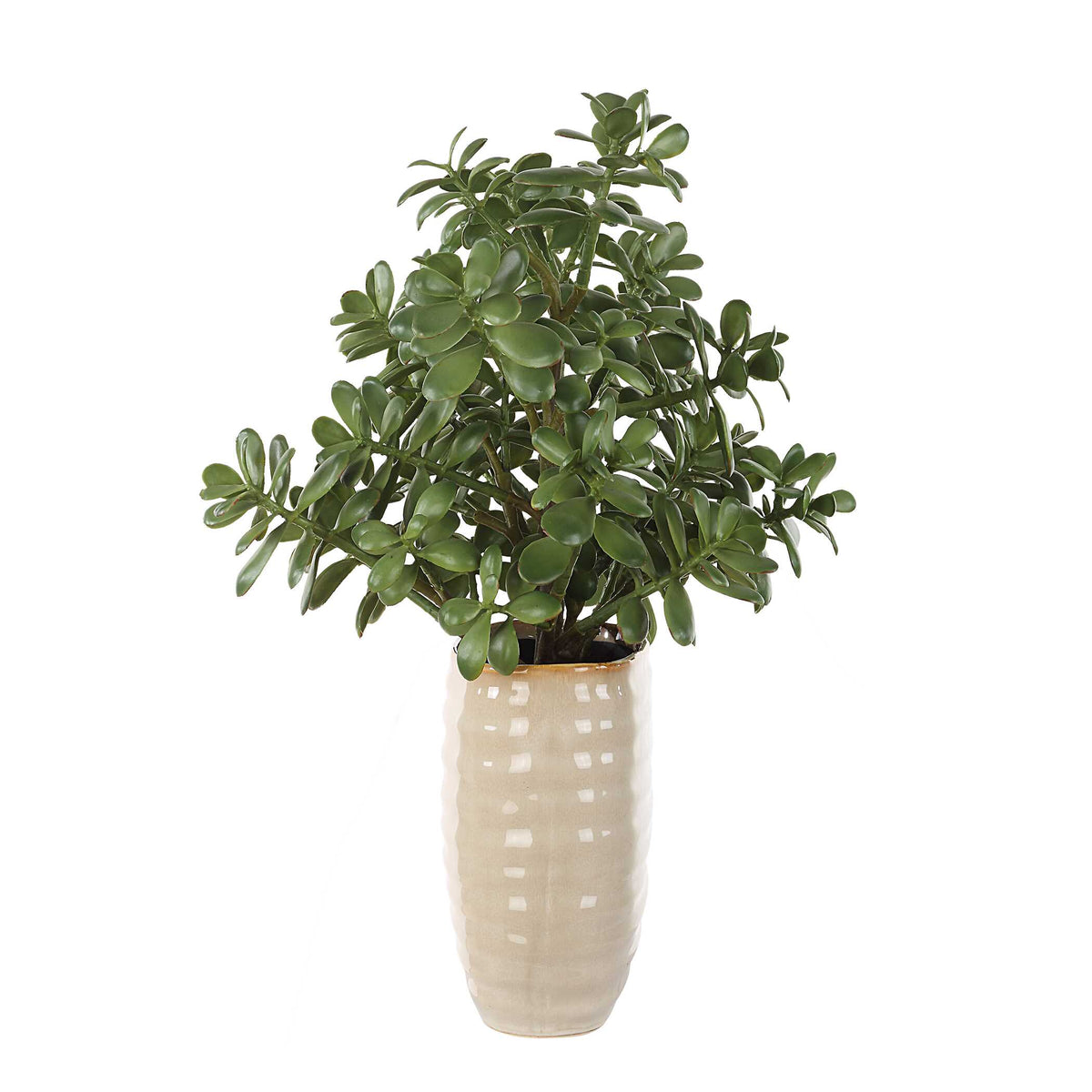 Crassula Jade Accent Plant