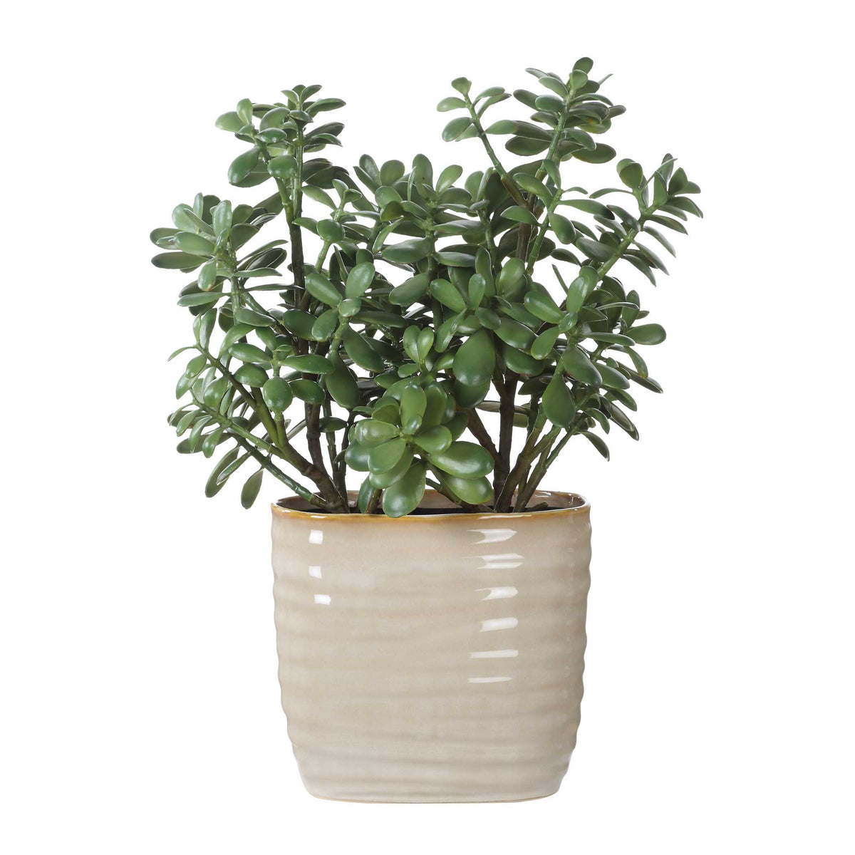 Crassula Jade Accent Plant