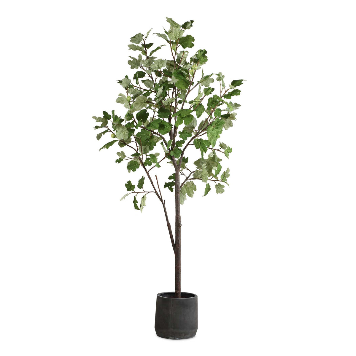 Eden Potted Fig Tree