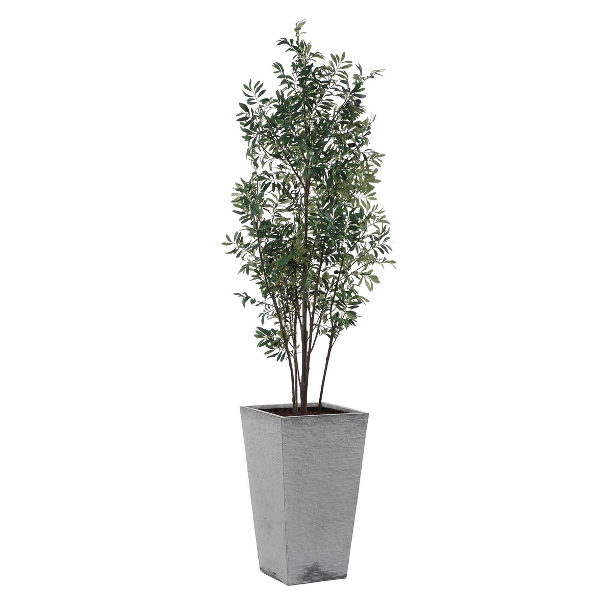 Sonora Olive Tree In Planter