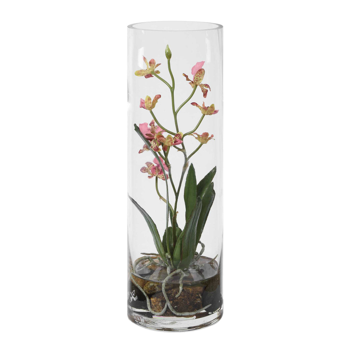 Mariposa Orchid